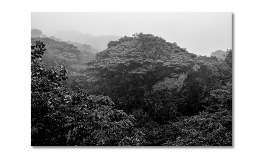 Das Leinwandbild "Jungle" - 60x40cm