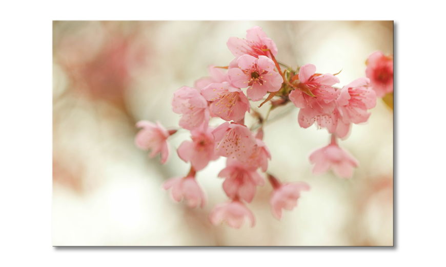 Das Leinwandbild "Cherry Blossoms"  - 60x40cm