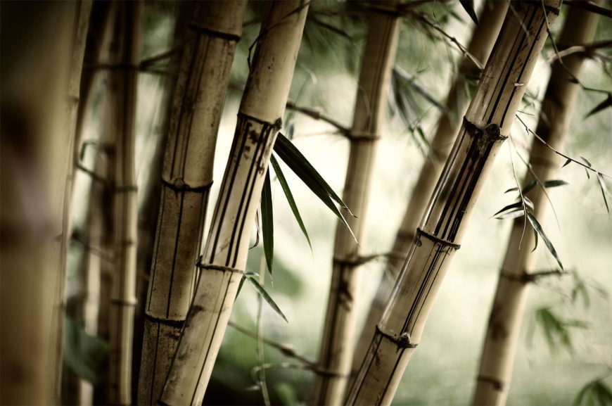 Hochwertige Vliestapete "Bamboo Forest"
